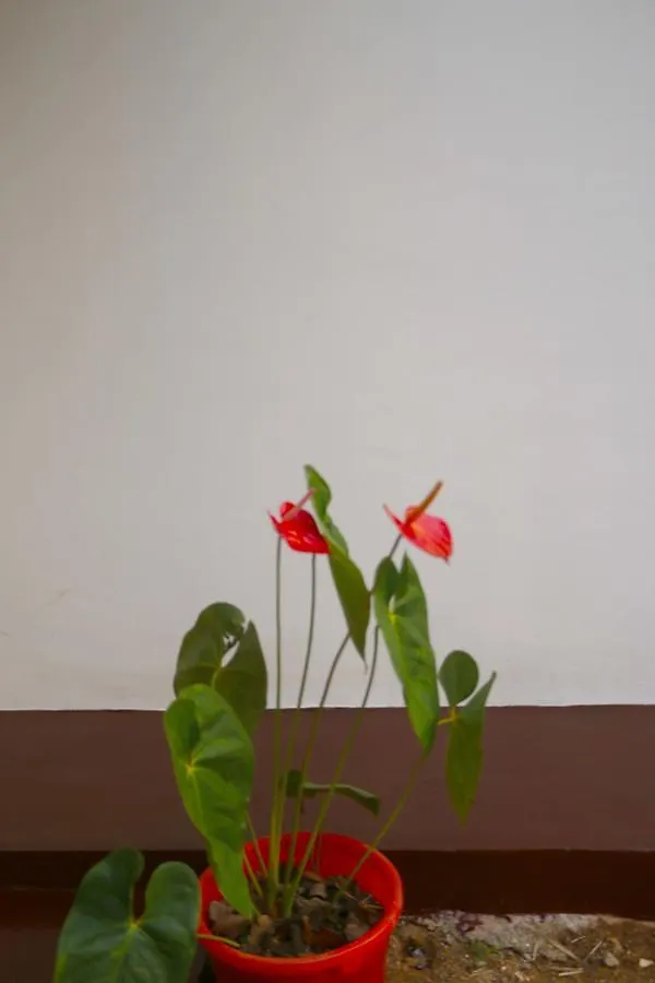 בית הארחה קנדי Little Nest Hanthana סרי לנקה